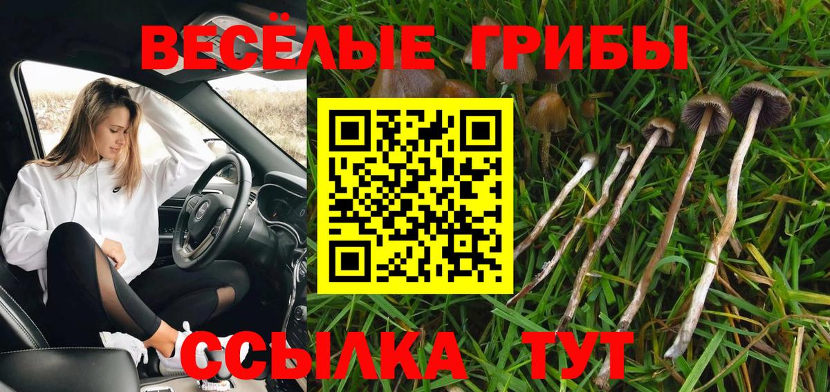 Пугачёв  Галлюциногенные грибы Magic Shrooms  Вход с VPN 